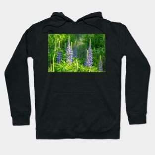 Purple lupins. Hoodie